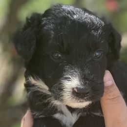 Boy 5 - Aussiedoodle puppy in Clyde, Texas from W7 Doodles