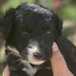 Boy 5 - Aussiedoodle puppy in Clyde, Texas from W7 Doodles