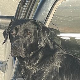 Yukon - Labrador Retriever