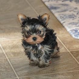 Yorkshire Terrier puppies from Country Yorkies