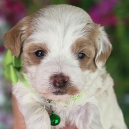 Cartier - Gold and white male Shihpoo puppy in Vernon, Texas from Sugarland's Texas Goldendoodles