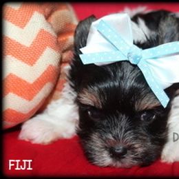 AKC Fiji - Black tan and white male Biewer Terrier puppy in Kennesaw, Georgia from Dreamy Pups
