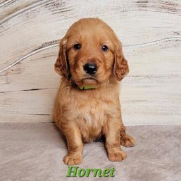 Hornet (Green Collar) - Dark golden male Golden Retriever puppy in Scurry, Texas from 07 Seven Oaks Goldens and Doodles