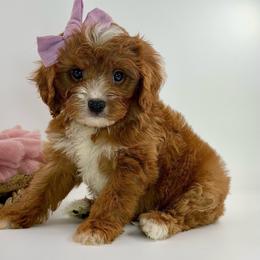 Honey - Red female Cavapoo puppy in Melissa, Texas from Southern Love Cavapoos & Maltipoos