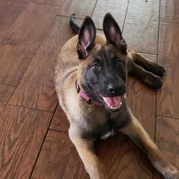 Belgian Malinois from B&D Malinois Kennels