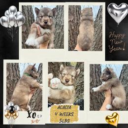 Acacia - Red and white female Siberian Husky puppy in Florence, Kentucky from Moonlight Howl Huskies