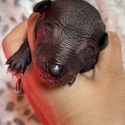 Tupack - Black Xoloitzcuintli puppy in Victorville, California from Elegancia Vintage Xoloitzcuintle