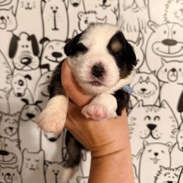 Blue boy - Black tri-color male Australian Shepherd puppy in Ashland, Ohio from SS Australian Shepherds