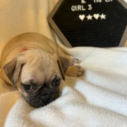 Girl 3 - Fawn female Pug puppy in Norborne, Missouri from Pug Palace