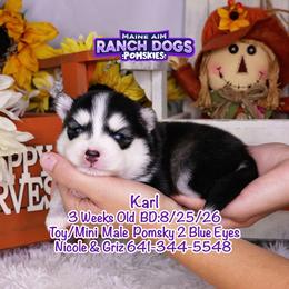 Karl - Black and white male Pomsky puppy in Humeston, Iowa from M.A.R. Dogs