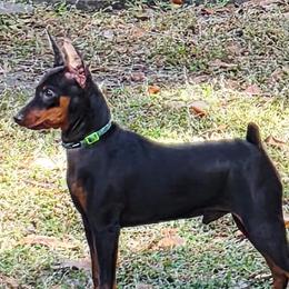Kerin - Miniature Pinscher