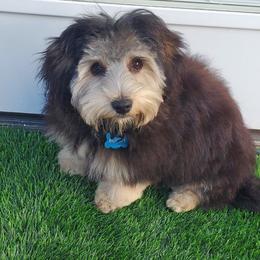 Yorkipoo Puppies from TheSocialk9