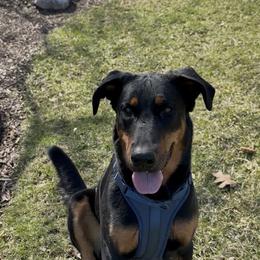 Girl 5 Willow - Black and rust female Beauceron puppy in Downers Grove, Illinois from Shepherd's Heart Beaucerons