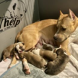 American Staffordshire Terrier puppies from Irresistibull Staffords