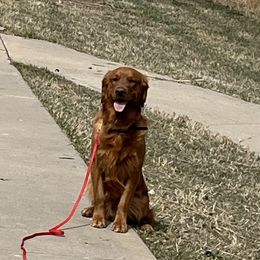 Huey - Golden Retriever