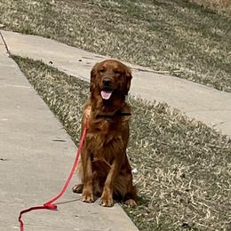Huey - Golden Retriever
