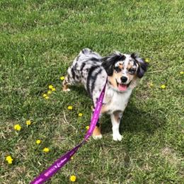 Miniature American Shepherds from Whitney's Pups