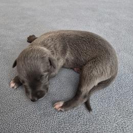 Luna - Blue female Whippet puppy in Gentry, Arkansas from Mardel Robeson of Mulberry Hollow Whippets