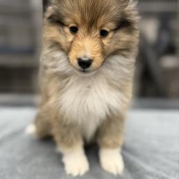 Kara - Sable and white female Shetland Sheepdog puppy in Middleburgh, New York from StoneyAcre