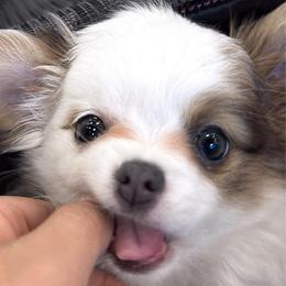 Glamour - Chocolate and white female Chihuahua puppy in Ozone Park (Queens), New York from Petite Pups LLC
