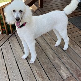 Poodle Puppies from Cedar Grove Standard Poodles