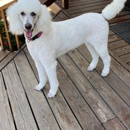 Poodle Puppies from Cedar Grove Standard Poodles