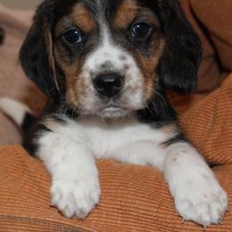 Reno Sacramento Nugget - Black tan and white male Beagle puppy in Spring Creek, Nevada from Badland Kennel