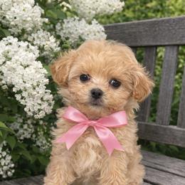 Girl - Cafe au lait female Maltipoo puppy in San Diego, Temecula, California from Yorkie & Maltese Royalty