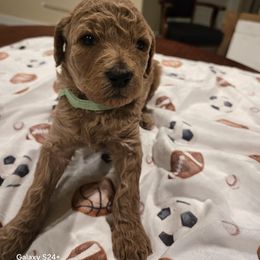 Poodle Puppies from Salina Querna