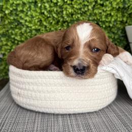 Diamond - Red  female Goldendoodle puppy in Clinton, Utah from Golden Law Kennels