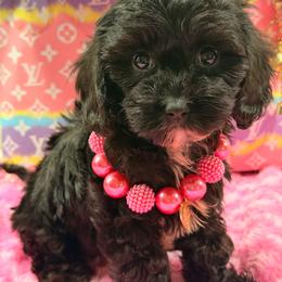 Coco - Black and white female Cavapoo puppy in Cooper City, Florida from Jenny La Bone