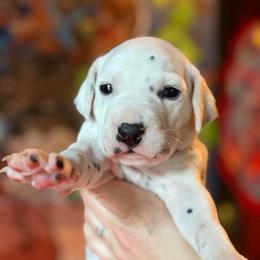 1st pick female - White and black female Dalmatian puppy in Lake Mathews, California from Bully Market