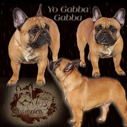 Gabi - French Bulldog