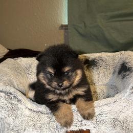 LizBeth - Black and tan female Pomeranian puppy in Angleton, Texas from Pomeranian Palace, LLC