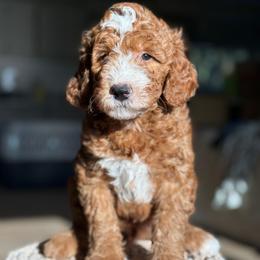 Larry - Red  male Goldendoodle puppy in Yuciapa, California from AlltheDoodlez_