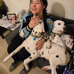 Dalmatian Puppies from America's Dalmatian Friends