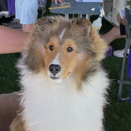 Shetland Sheepdog puppies from BranGay Shetland Sheepdogs Since 1971