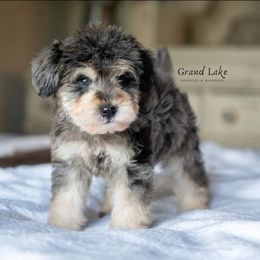 Bernedoodle, Poodle, and Schnoodle Puppies from Grand Lake Poodles & Doodles
