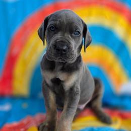 RICK tan or brindle point red - Blue male Great Dane puppy in Port Clinton, Ohio from LakeSide Danes