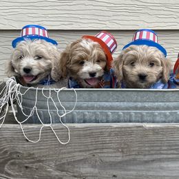 Cockapoo Puppies from East St. Poodles & Doodles