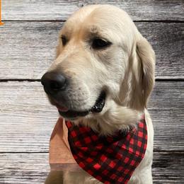 Neyland - Golden Retriever