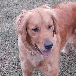 Stormy - Golden Retriever
