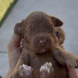 Daisy - Red  female Goldendoodle puppy in Bakersfield, California from CorduroyDoodles