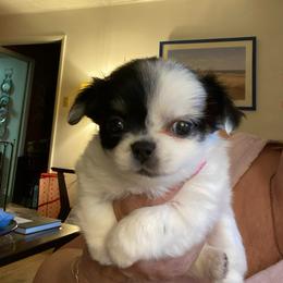 Clark - Black and white female Chihuahua puppy in Red Bluff, California from Aye Chihuahua