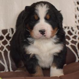 Gemma - Black rust and white female Bernese Mountain Dog puppy in Danville, Pennsylvania from Brookwood Bernese Mountain Dogs