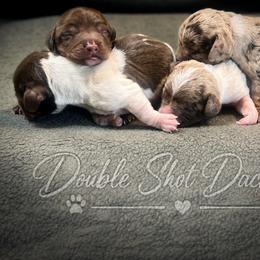 Dachshund puppies from Double Shot Dachshunds