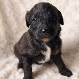 Sadie - Parti female Goldendoodle puppy in Warrensburg, Missouri from Supreme Doodles