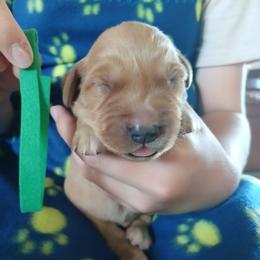 Dark green - Dark golden male Golden Retriever puppy in Lanesboro, Minnesota from Eagle Ridge Golden Retrievers