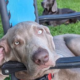 Weimaraners from Barton's Weimeraners