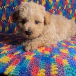 Blue - Apricot male Maltipoo puppy in Clover, South Carolina from Cudi’s Buddies